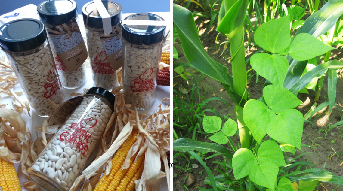 La Piattella canavesana al Mercato della Terra e della Biodiversit&agrave; e una piantina mentre cresce abbarbicata al mais