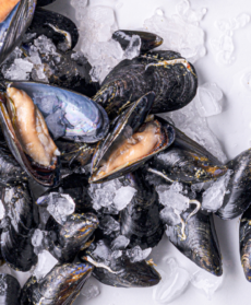 cozze, alcune chiuse, altre aperte e del ghiaccio che si sta sciogliendo