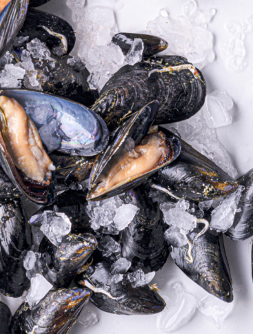 cozze, alcune chiuse, altre aperte e del ghiaccio che si sta sciogliendo
