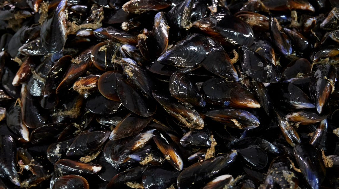 cozze Consorzio Cooperativa Polesine Scardovari