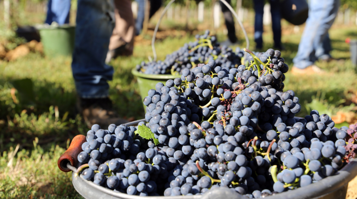 uva nera in un cesto durante la raccolta