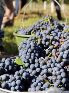 uva nera in un cesto durante la raccolta