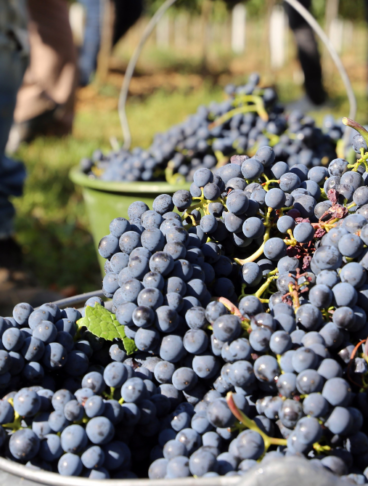 uva nera in un cesto durante la raccolta