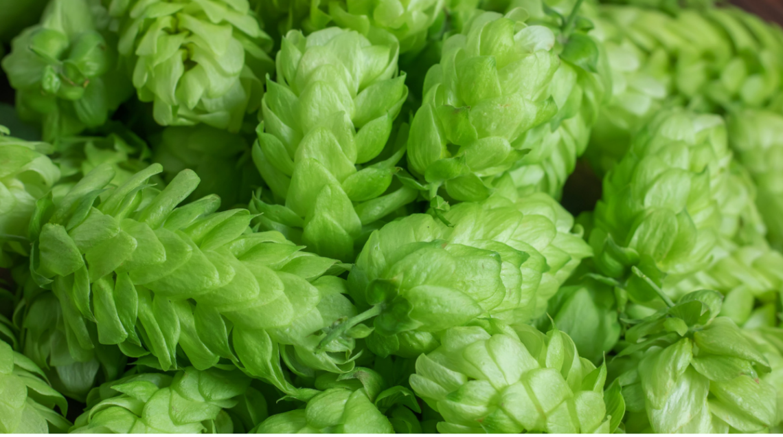 Birra, ingrediente: tanti piccoli coni verdi; Infiorescenze fresche di luppolo