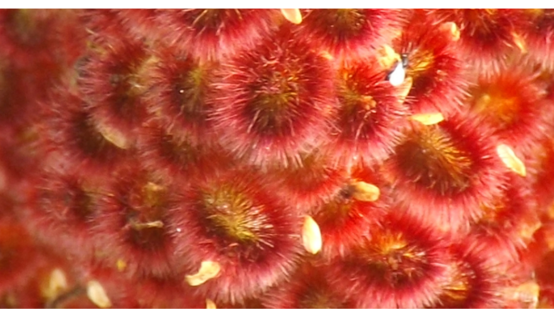 Drupe fresche di sommacco viste da molto vicino (tonde, ricoperte di peluria, colore rosso)