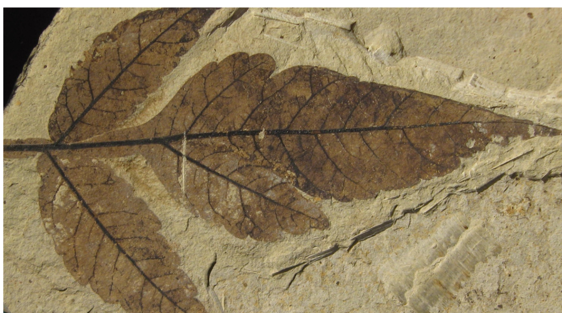 Fossile di foglie di smmacco risalente a quasi 50 milioni di anni fa (Nord America)