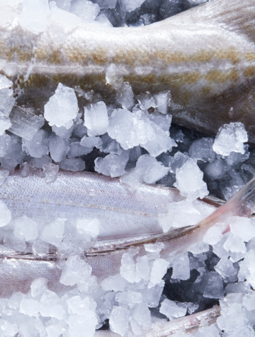 code di pesce ricoperte di ghiaccio