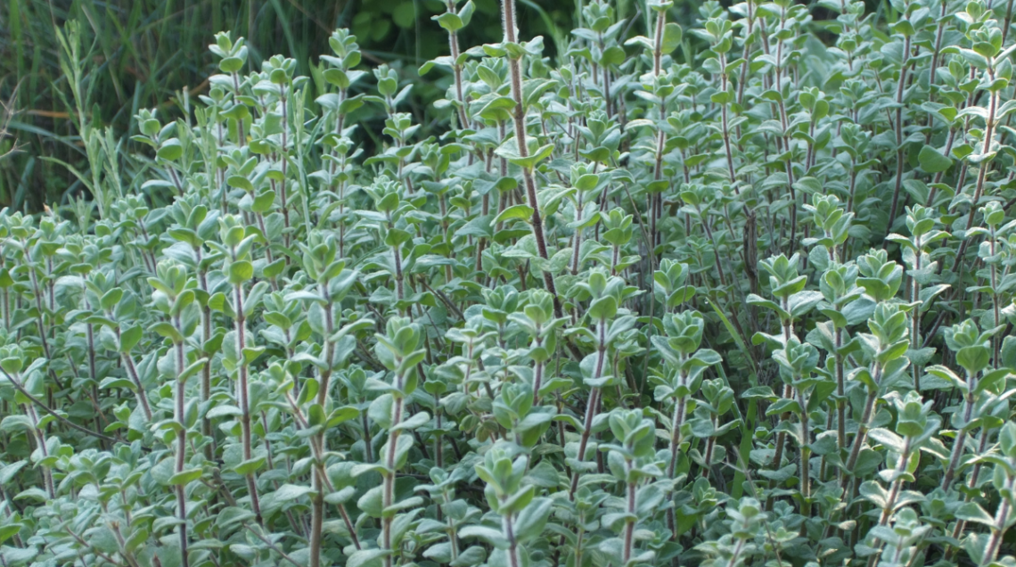 La pianta di za'atar, Origanum Syriacum