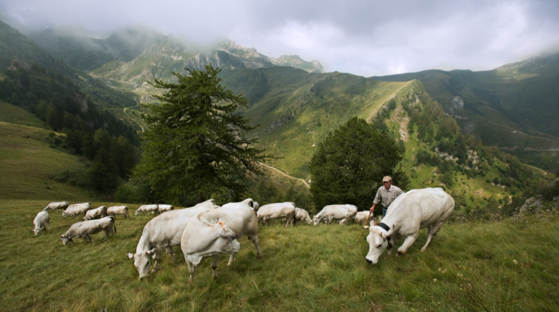 pascolo in montagna