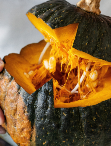 due mani stanno aprendo una zucca