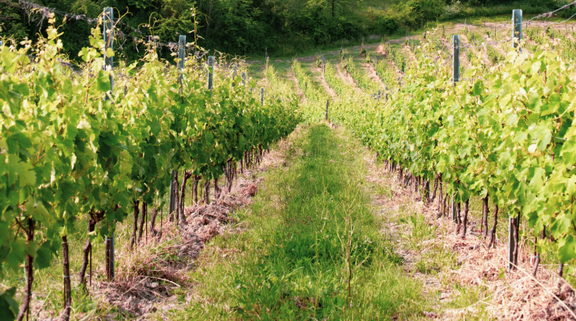 vigneti