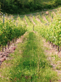 vigneti