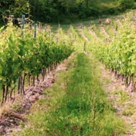 vigneti