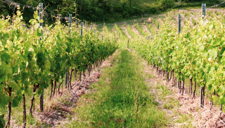 vigneti