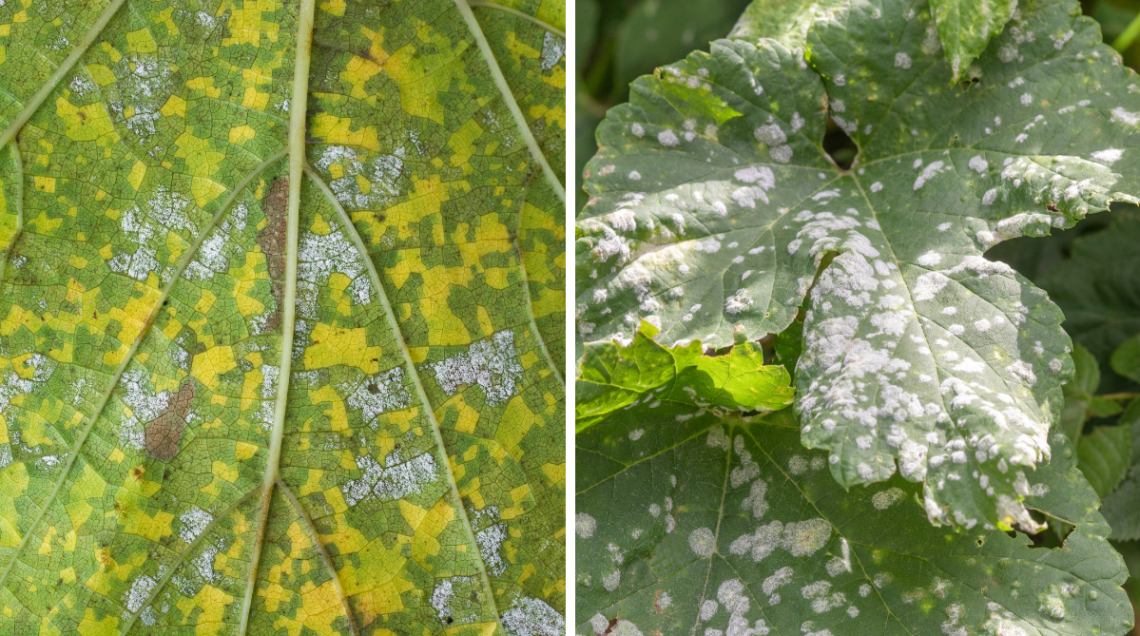 A sinistra la peronospora, a destra l'oidio