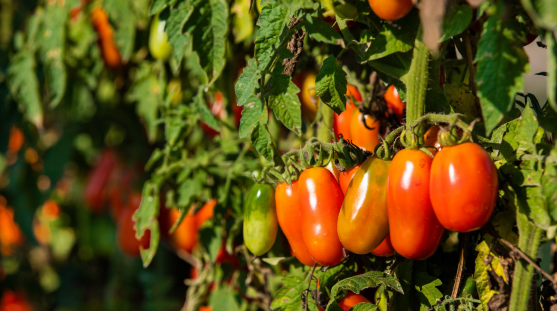 pomodoro cannellino