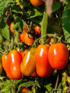pomodoro cannellino