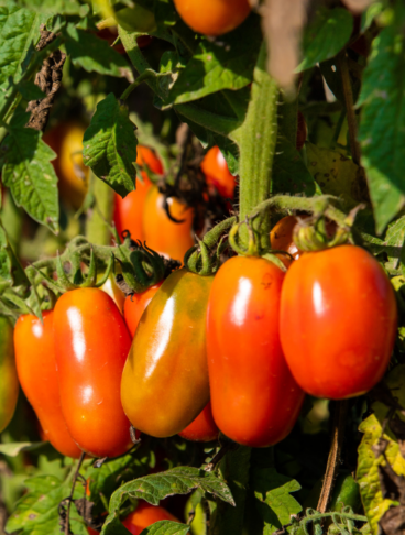 pomodoro cannellino
