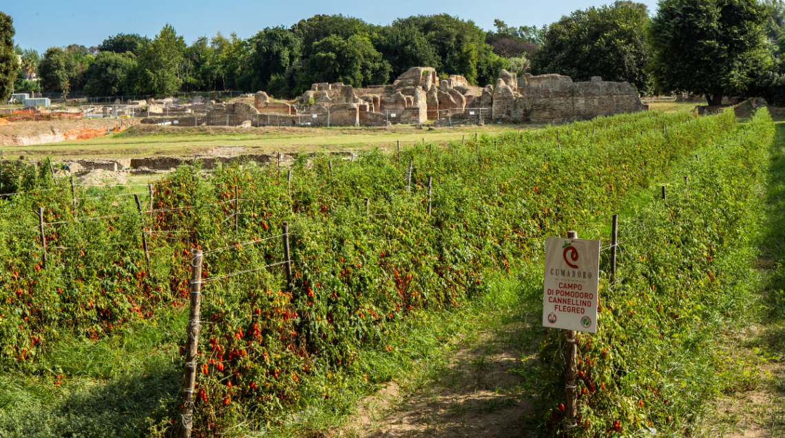 filari di pomodoro cannellino