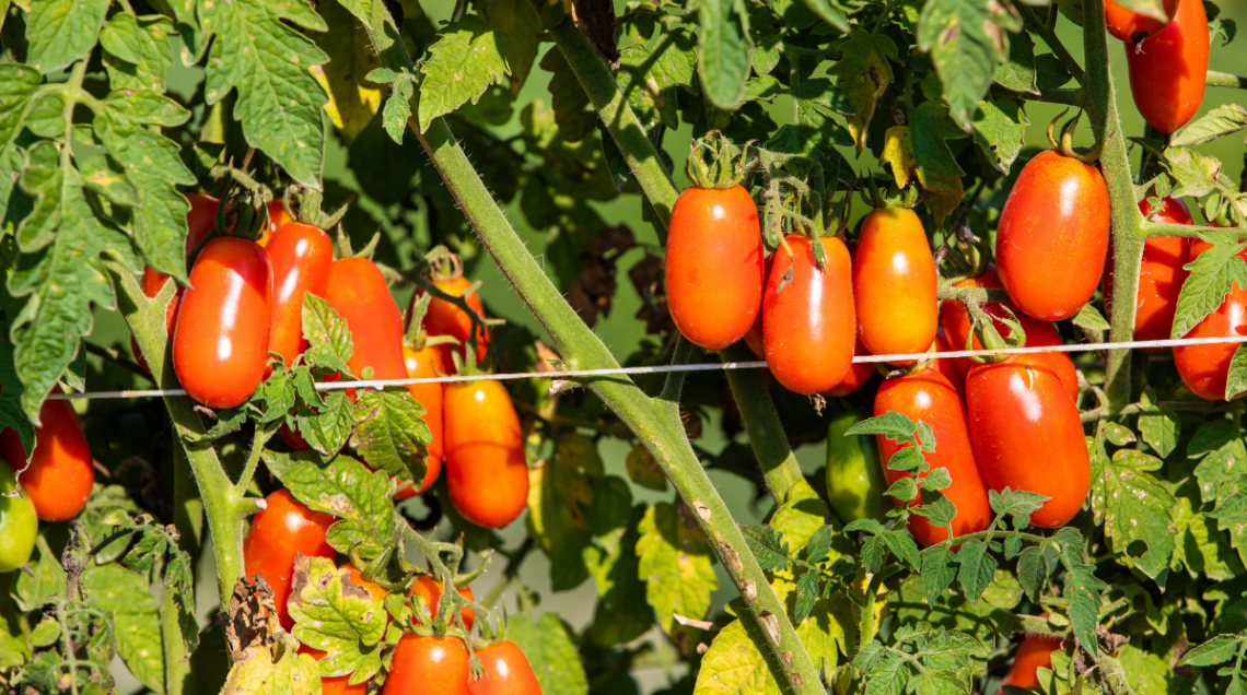 pomodorino cannellino flegreo
