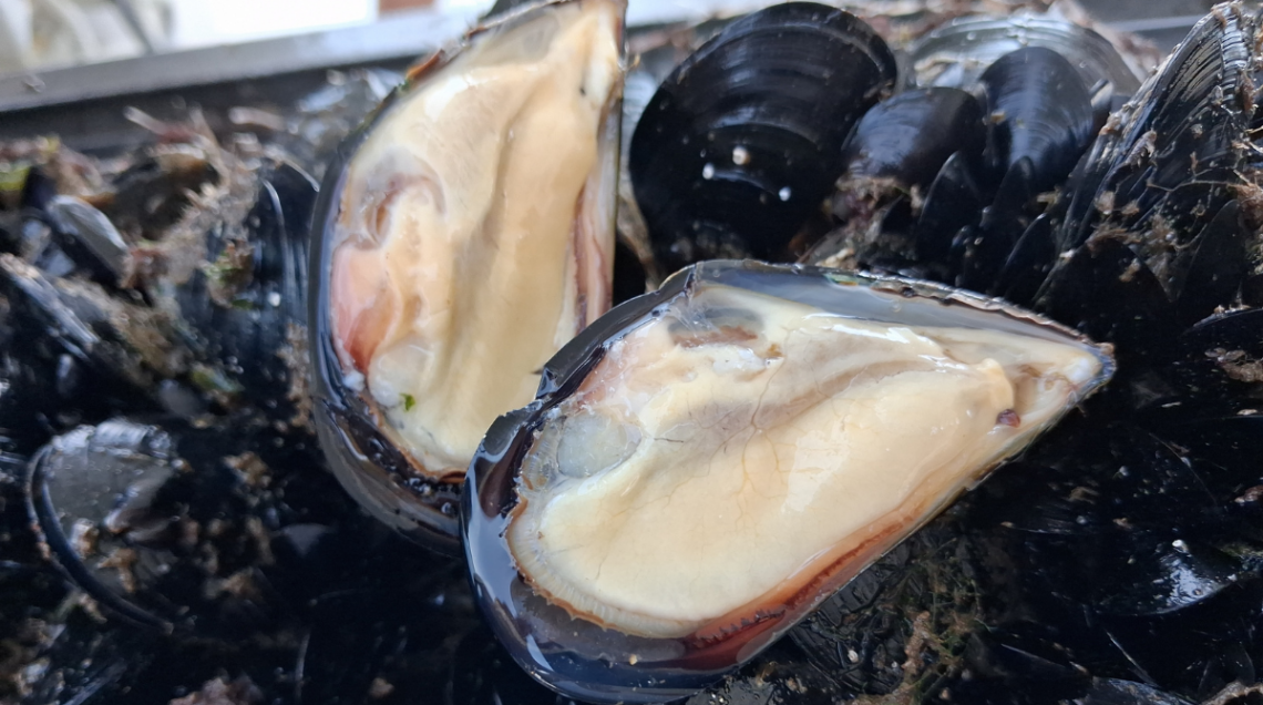 cozze dei campi Flegrei