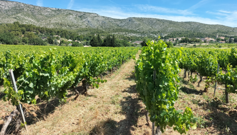 vigneti