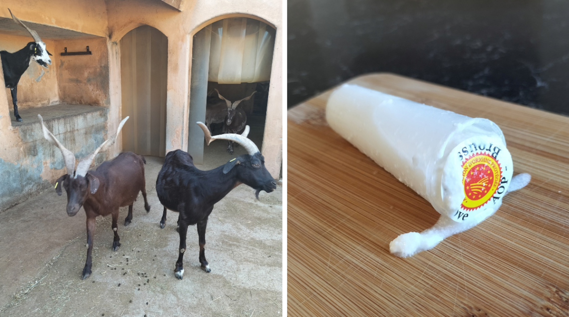 Le capre che producono il Brousse de Rove DOP a sinistra e il formaggio a destra