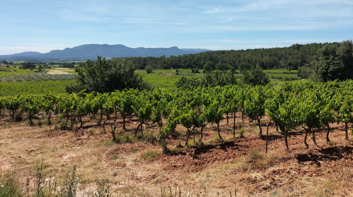 Vigne della cooperative Vignerons de Mont Sainte Victoire