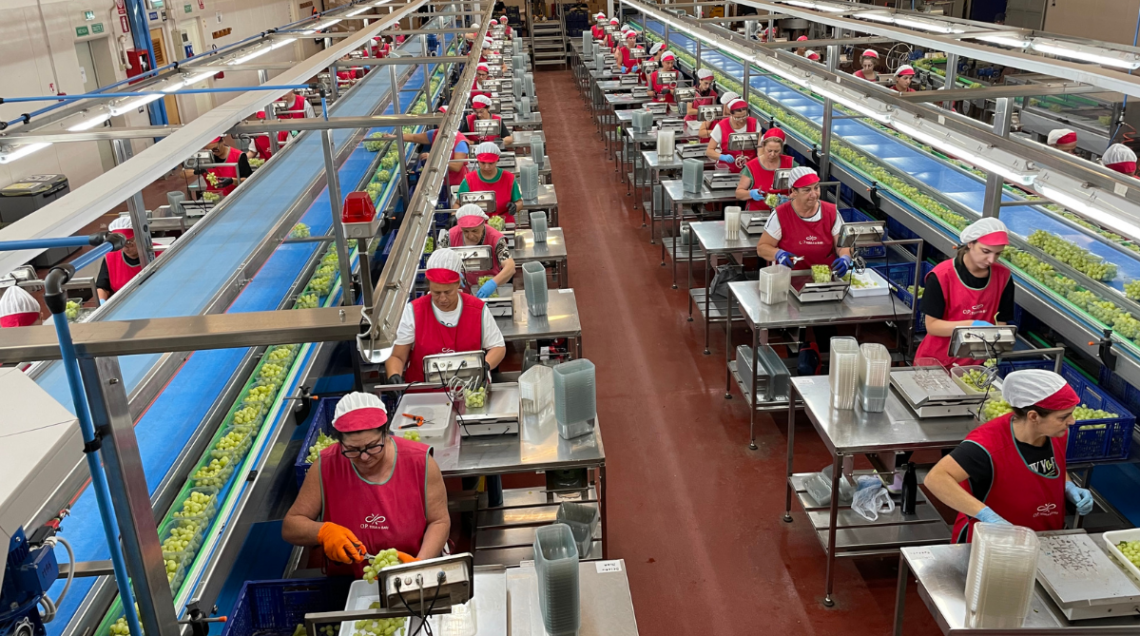 Tanti operatori del settore impacchettano l'uva in un'industria