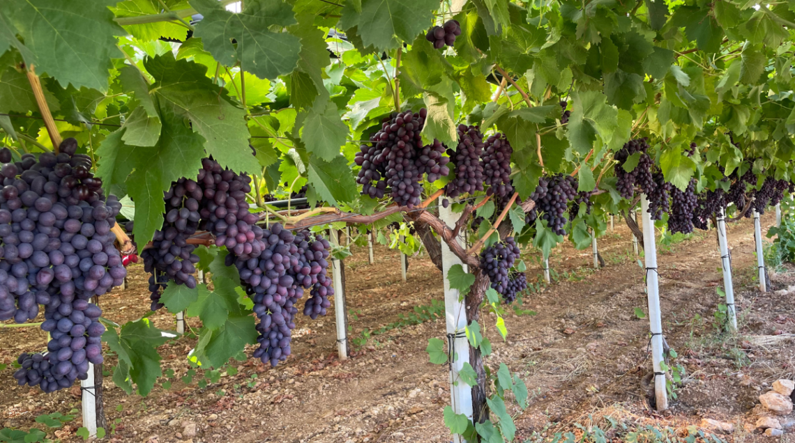 vigneti con uva scura