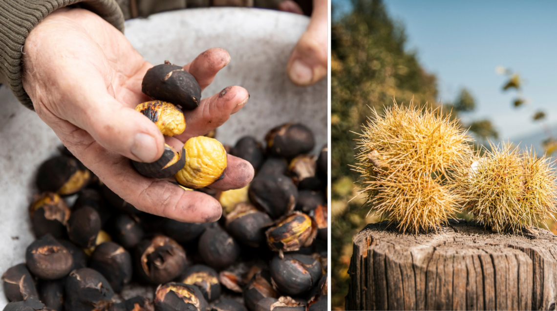 Sulla sinistra della castagne in una ciotola, alcune ancora con la buccia, altre spellate. A destra delle castagne ancora nel guscio
