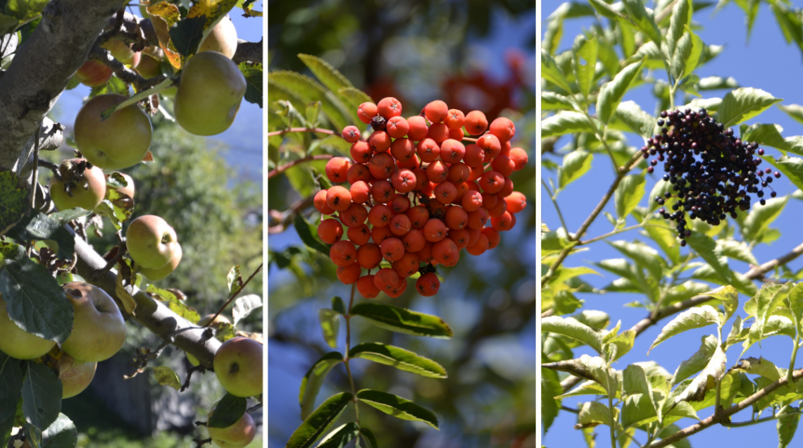 tre alberi: a sinistra di mele, in centro il sorbo e a destra il sambuco