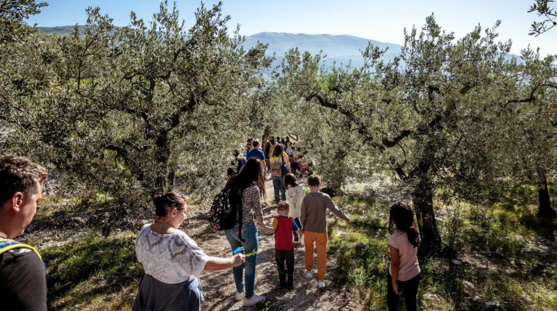 delle persone stanno passeggiando in mezzo agli ulivi