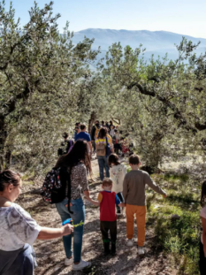 delle persone stanno passeggiando in mezzo agli ulivi