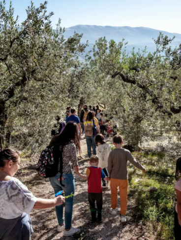 delle persone stanno passeggiando in mezzo agli ulivi