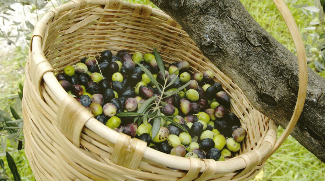 una cesta di vimini con olive appena raccolte