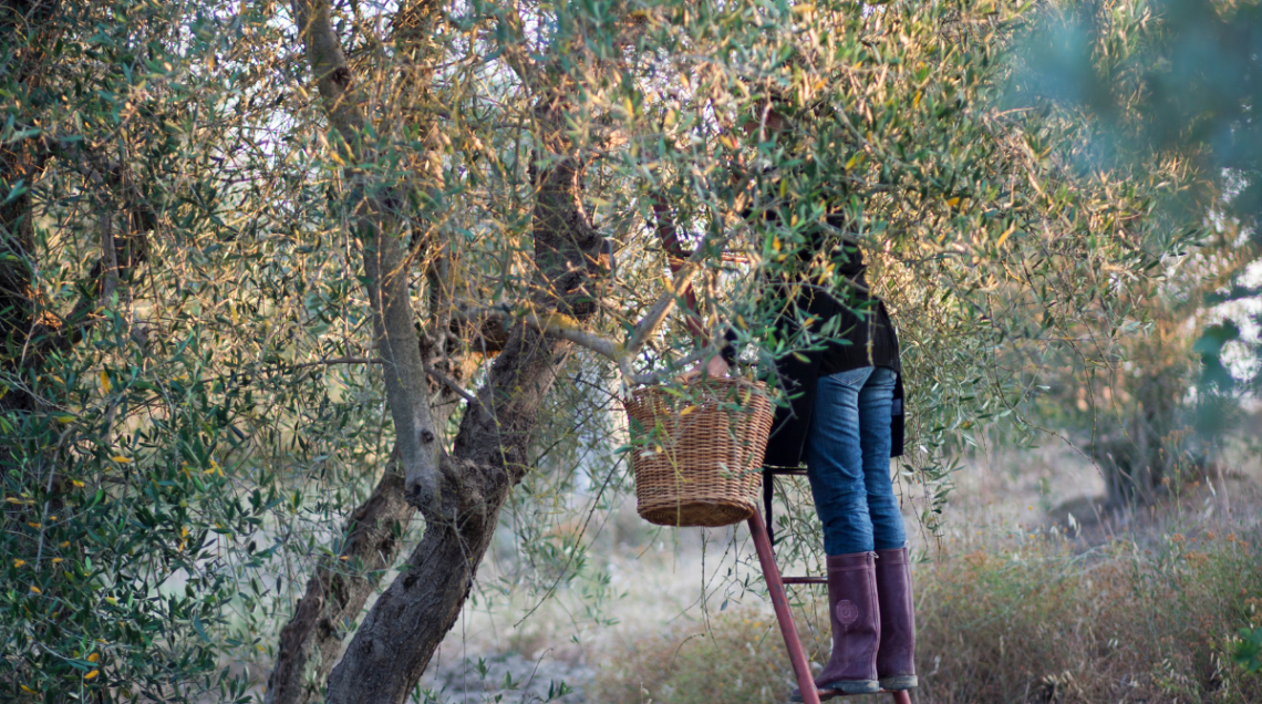 una donna sta raccogliendo le olive dall'albero sopra a una scala