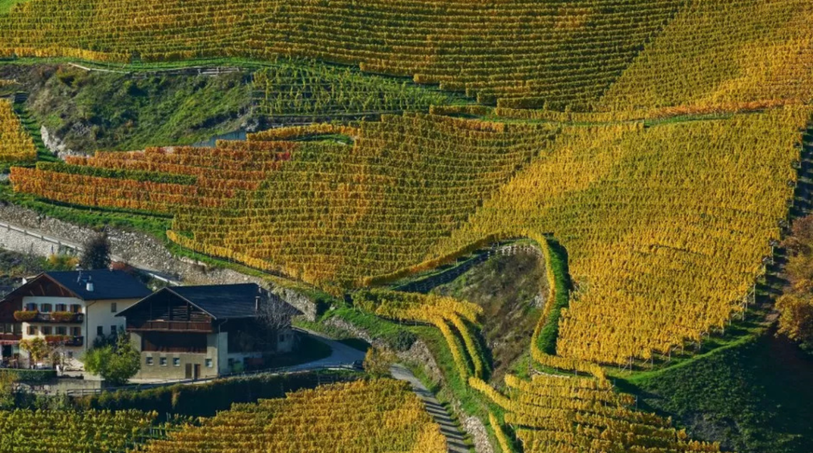 collina di vigneti