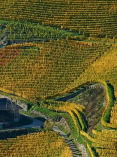 collina di vigneti