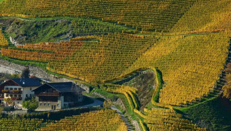 collina di vigneti
