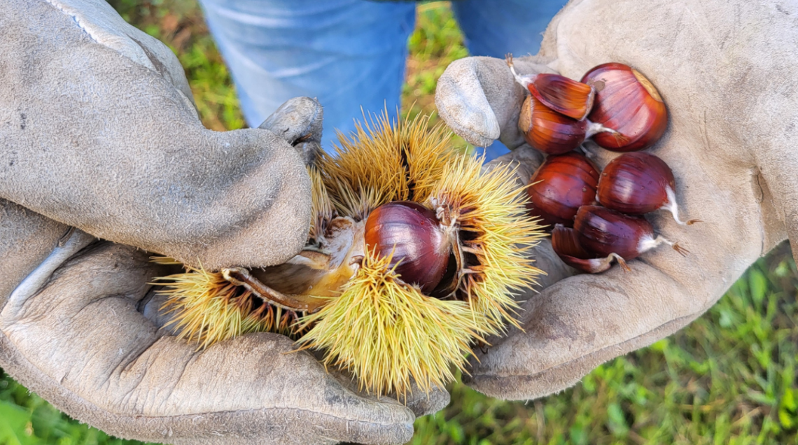 marroni di San Zeno, alcuni ancora nel guscio, altri nel riccio, tenuti in mano da un agricoltore che porta i guanti da lavoro