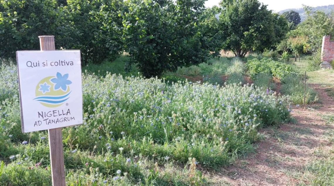 campo di Nigella