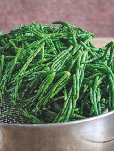 salicornia appena sbollentata in un colino sopra una pentola d'acciaio