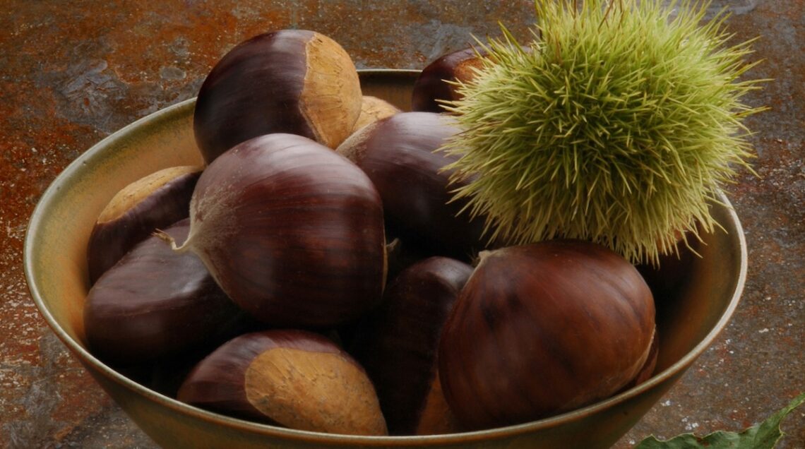 grosse castagne in una ciotola con un riccio verde